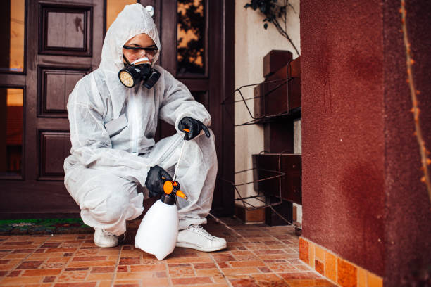 Reliable Wasp Removal contractor in Frankfort Square, IL by Show Me Pest Control
